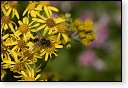 Eristalis tenax Blinde insect insecten kever kevers tor torren spin spinnen wesp wespen bij bijen sprinkhaan sprinkhanen vlieg vliegen mug muggen